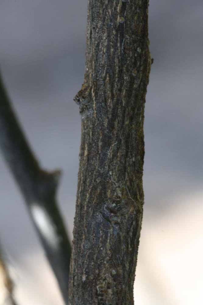              Second - third year twig (Riverside, CA)       